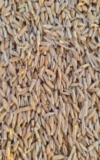 فروش کاه گندم و جو