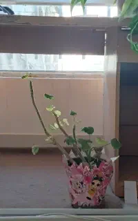 میز کارکرده