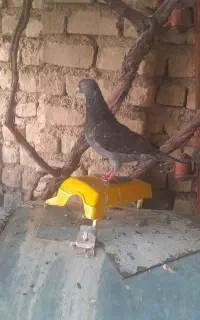 کبوتر پلاکی