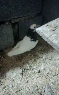 سه جفت جوجه طوقی
