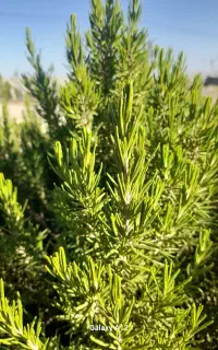 رزماری تازه کاملا ارگانیک بسته ای 350تومن