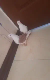 کبوتر پرشی