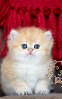گربه