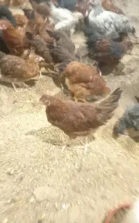 جوجه نیمچه ۳ ماهه بومی محلی گلپایگان