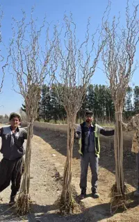 توت فر پیوندی