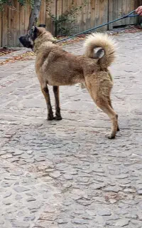 سگ سرابی