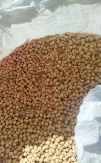 نخودتمیز