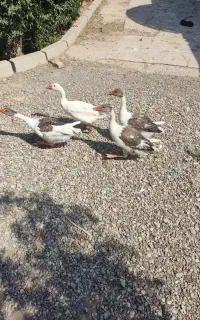 جوجه غاز