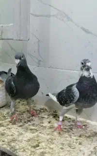 کبوتر پلاکی سبز چاپی با دوتا جوجه