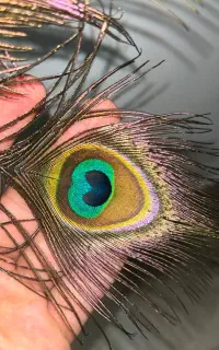 پر طاووس