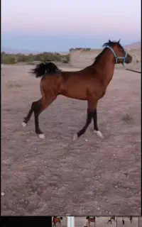 نریون درهشوری
