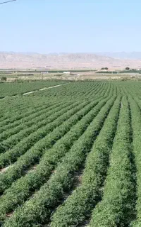 نیروی کشاورزی- رانندگی تراکتور  همراه با خانواده