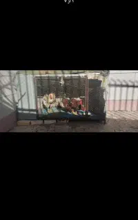 قفس