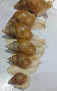 حلزون