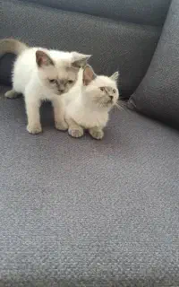 فروش دو بچه گربه نرو ماده دوماهه