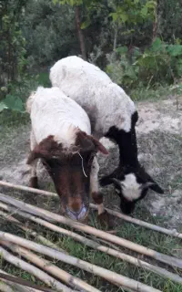 ۳ عدد بره