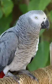 خریدوفروش کاسکو شاه طوطی کاکادو راهب
