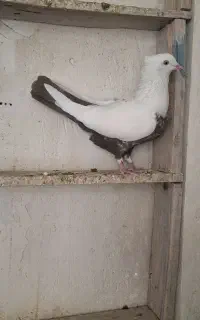 دمبی.سینه دم.کله .سینه ای سرته