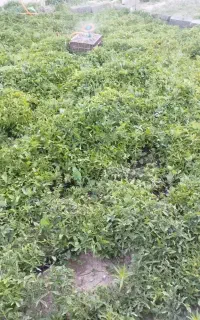 نشائ هیبریدی گوجه فرنگی