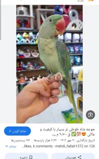 شاه طوطی