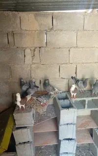 کبوتر فروشی