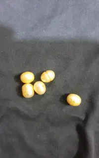 تعداد ی  مروارید بحری