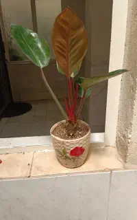 فیلودندرون رد کنگو (*)