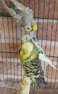 مرغ عشق پروانه ای/انگلیسی (رنگ خاص)