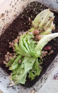 حراج حلزون آلبینو