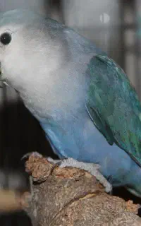 طوطی برزیلی گمشده