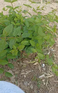 نظافت راه پله و نظافت منزل