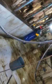 کار در گاوداری صنعتی