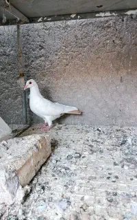 کبوتر