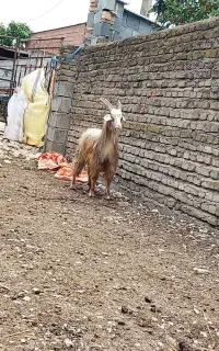 بز کل نر شاخدار