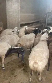 گوسفند آبستن