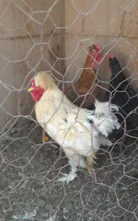 خروس پاپری