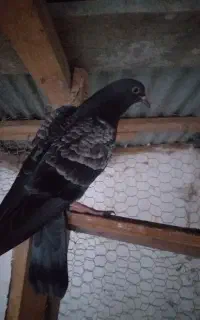 پرنده