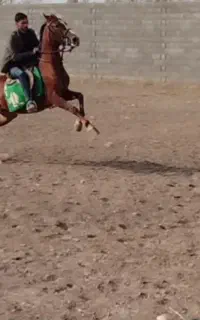 مادیون سنگ شکن