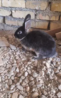خرگوش