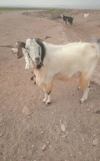 نر بز..