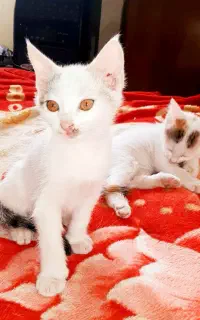 دو بچه شیرین