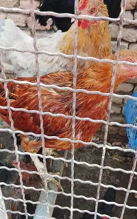 مرغ تخم گذار