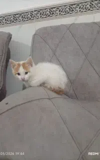 بچه گربه نر بازیگوش