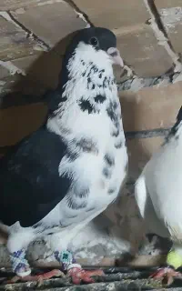 ساده سیاه