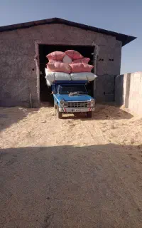 کاه درجه یک امسال تحویل درب دامداری