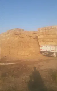 کاه پرس تحویل ماشین کیلوی 8هزار تومان موجود
