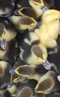 جوجه اردک اسرائیلی