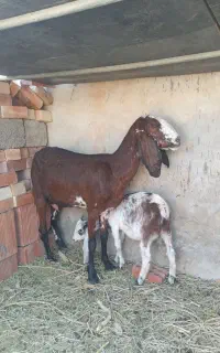 بز وکهره