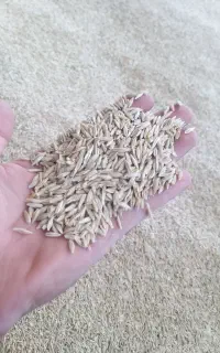 جو‌ دوپر دیم‌محلی بذری