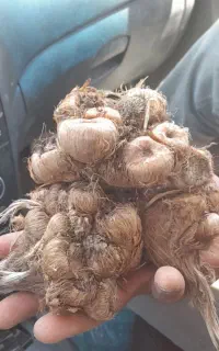 پیاز زعفران سه گنبد فاروج